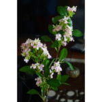 Kamini Flower Stickless