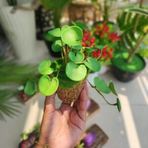 Brown tob with Coinplant