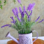 Zardin and Florence tob with Lavender