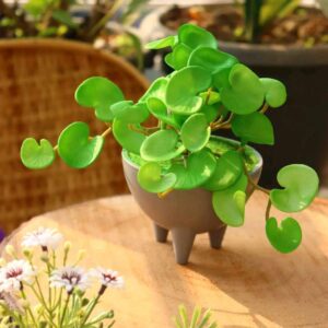 Ash Cat Tob with coin plant