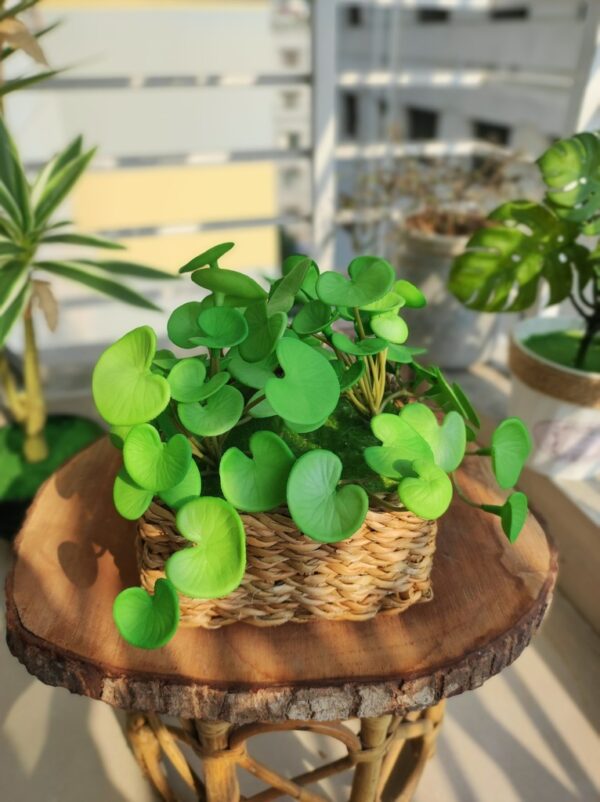 Square Basket with Coinplant (3 sticks)