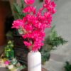 Bagan Bilas(Bougainvillea) Stick