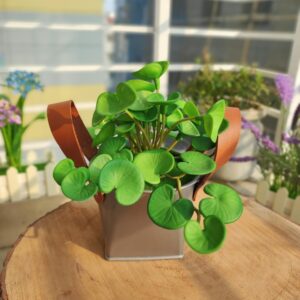 Jolly Tob with Coin plant-14 Inch