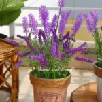 Zardin and Florence tob with Lavender