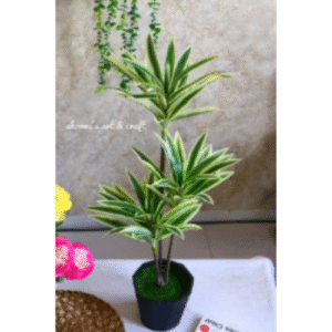 Spider Plant with Black Tob