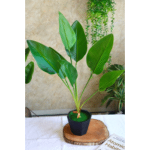 Banana Tree in Black Tob