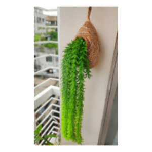 Bird nest with kunjolota