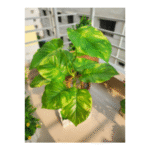 Square Fancy vase with Moneyplant