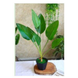 Banana tree with black tob