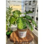 Zardin and Florence Vase with Monstera Rubber Plant (small)