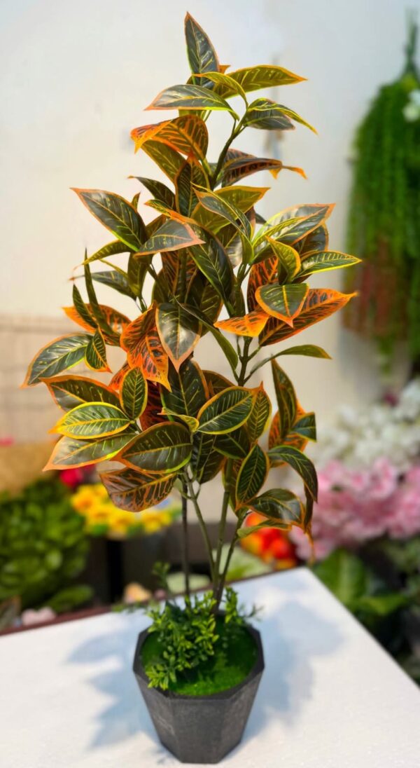 Jhopalo patabahar with tob