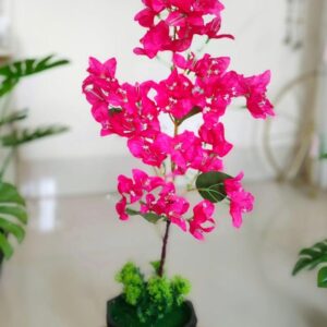 Black Tob with Bagan Bilash (1 Stick)